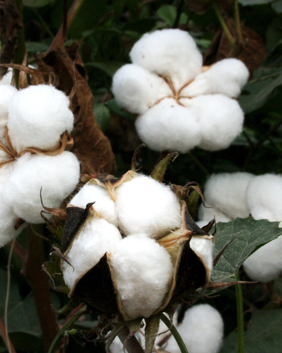 Organic cotton