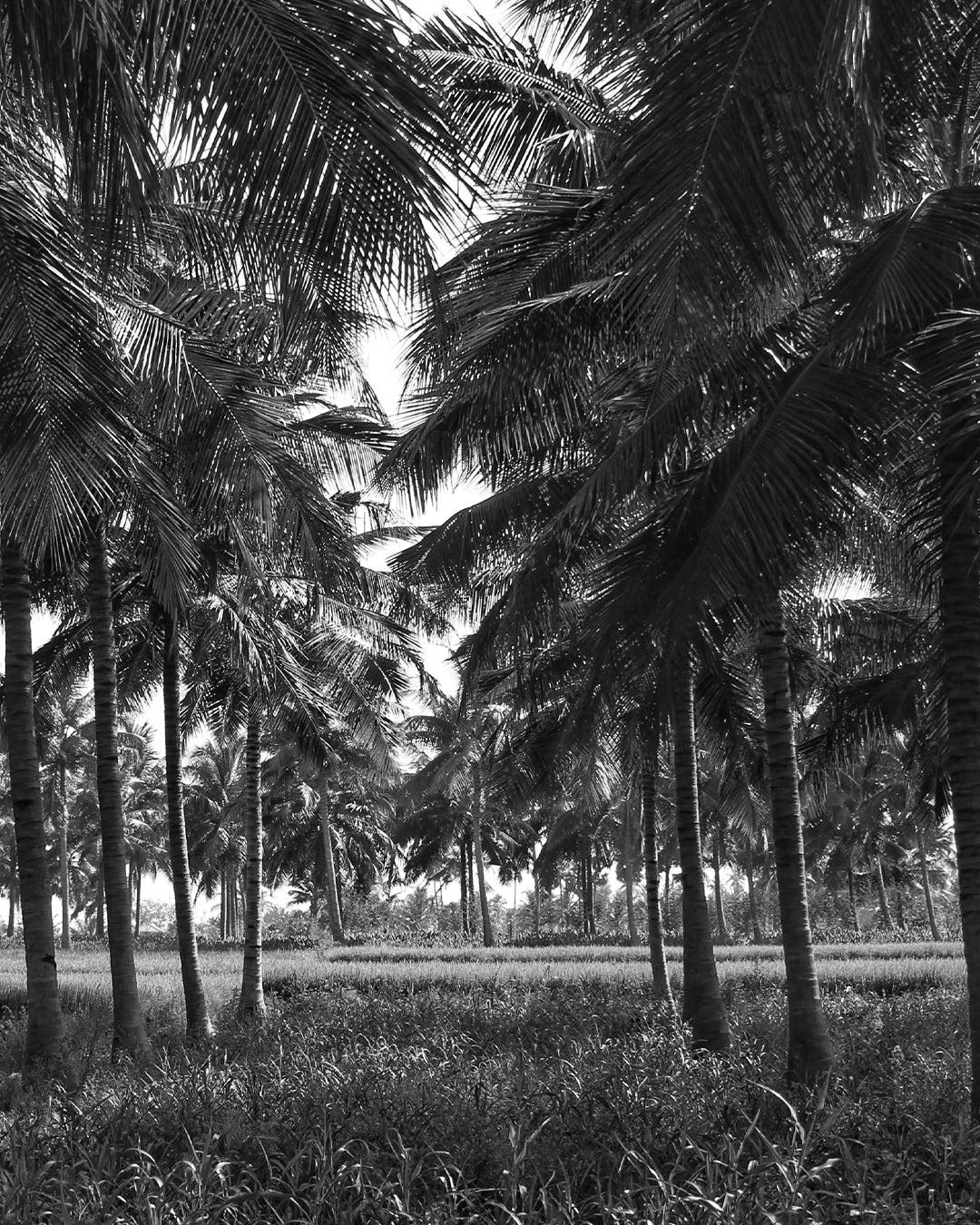 Black and white palm trees representing Varana’s commitment to environmental sustainability