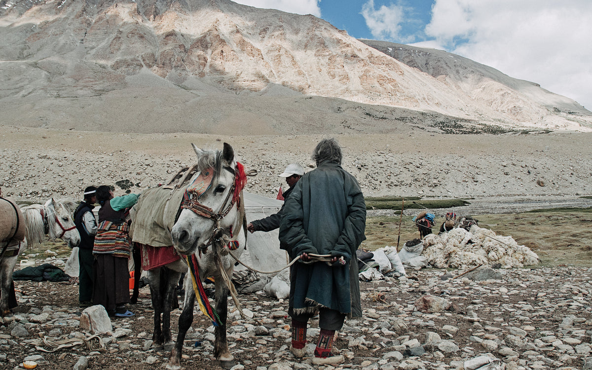 Changthangi people and their horses preparing to transport pure pashmina