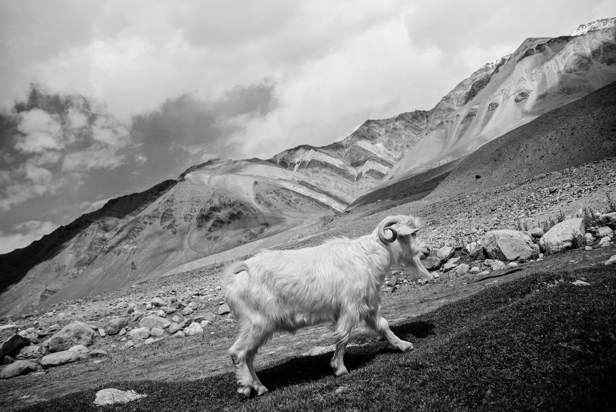 Changthangi goat in the Himalayan Mountains